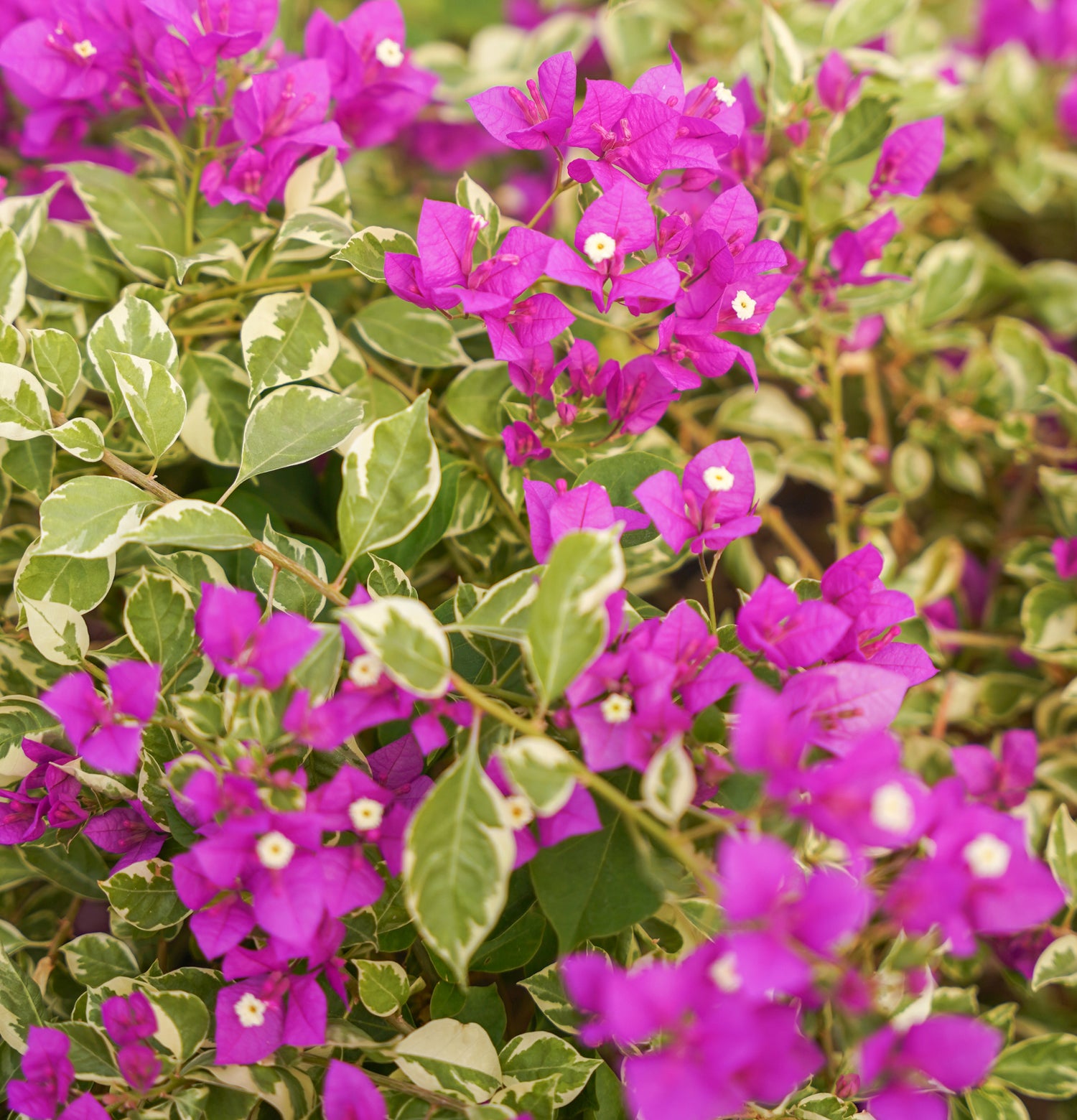 BOUGAINVILLEA ROMA جهنمية (مجنونة)