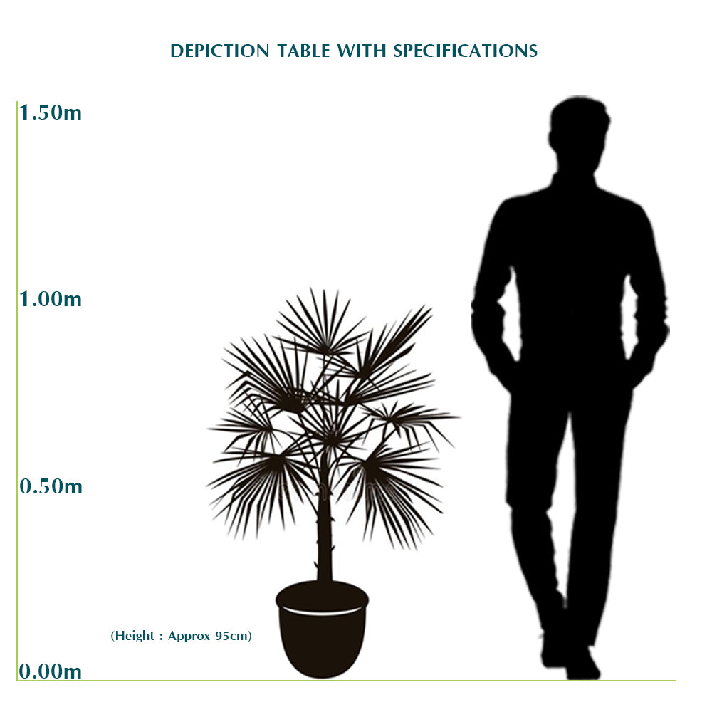 CHAMAEROPS HUMILIS V.28  شاميروبس