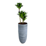 DRACAENA IN KARLIJN ANTHRACITE CERAMIC POT-دراسينا في حوض سيراميك