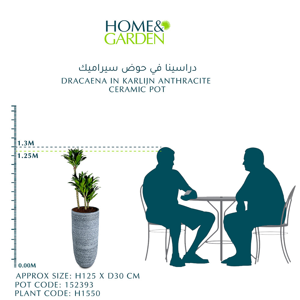 DRACAENA IN KARLIJN ANTHRACITE CERAMIC POT-دراسينا في حوض سيراميك