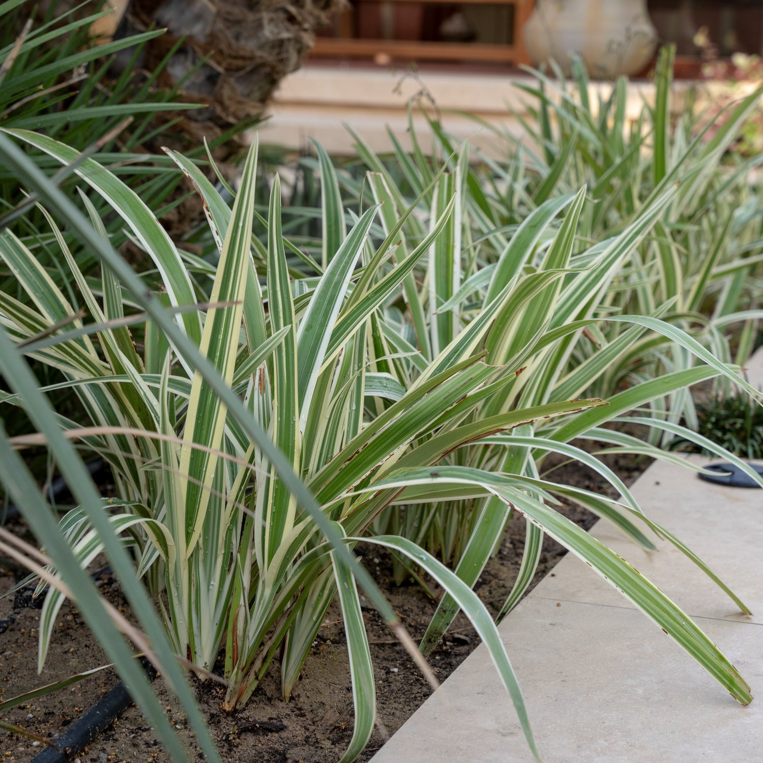 DIANELLA TASMANICA 	دانيلا