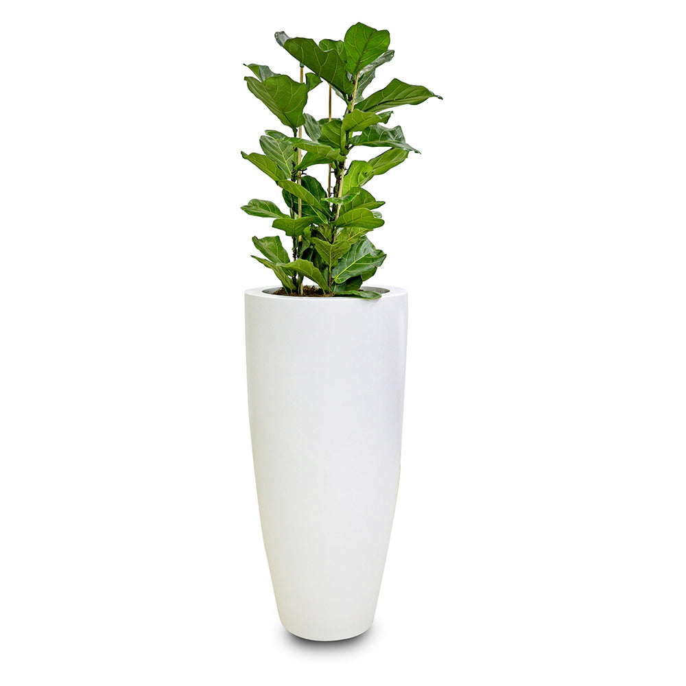 FICUS LYRATA IN WHITE TALL ROUND FIBER CEMENT POT  فيكس ليراتا في حوض فايبر