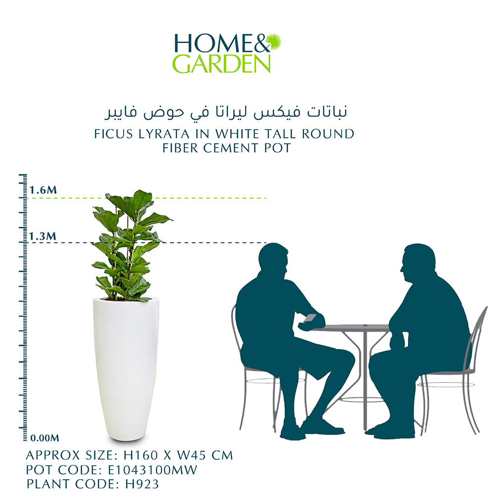 FICUS LYRATA IN WHITE TALL ROUND FIBER CEMENT POT  فيكس ليراتا في حوض فايبر