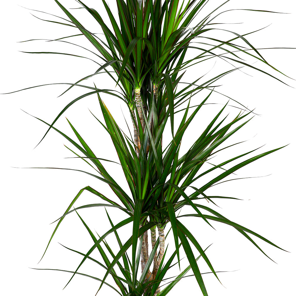 DRACAENA MARGINATA H120 - دراسينا مارجيناتا