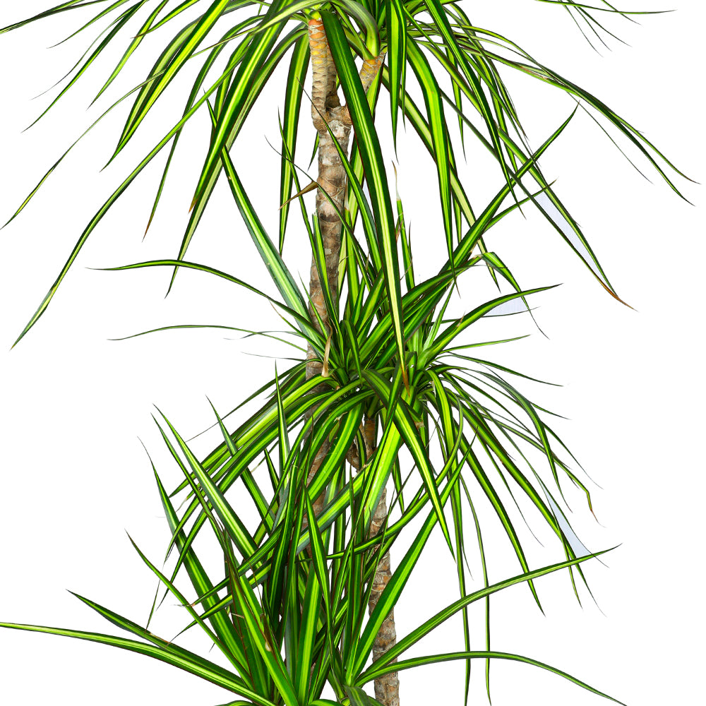 DRACAENA FR MARG SUNRAY H140 - دراسينا مارجيناتا