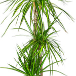DRACAENA FR MARG SUNRAY H140 - دراسينا مارجيناتا
