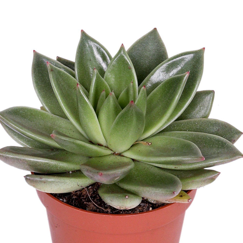 ECHEVERIA MIRANDA H12 إشفيريا