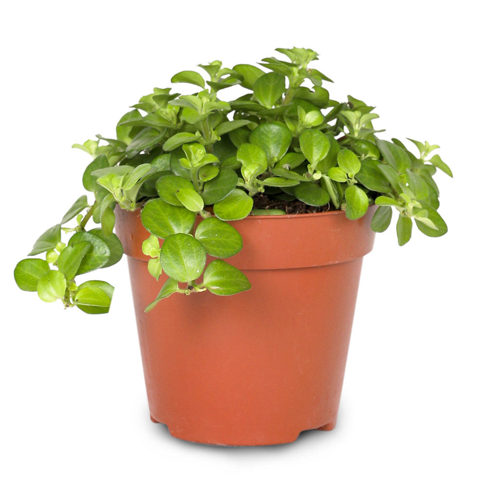 PEPEROMIA ROTUNDIFOLIA