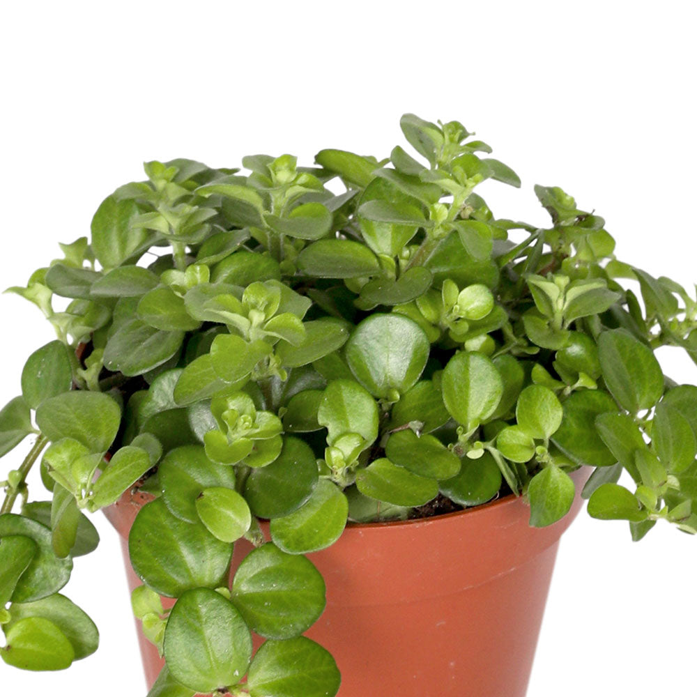 PEPEROMIA ROTUNDIFOLIA