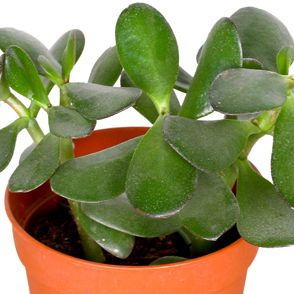 CRASSULA OVATA نبات كراسولا أوفاتا