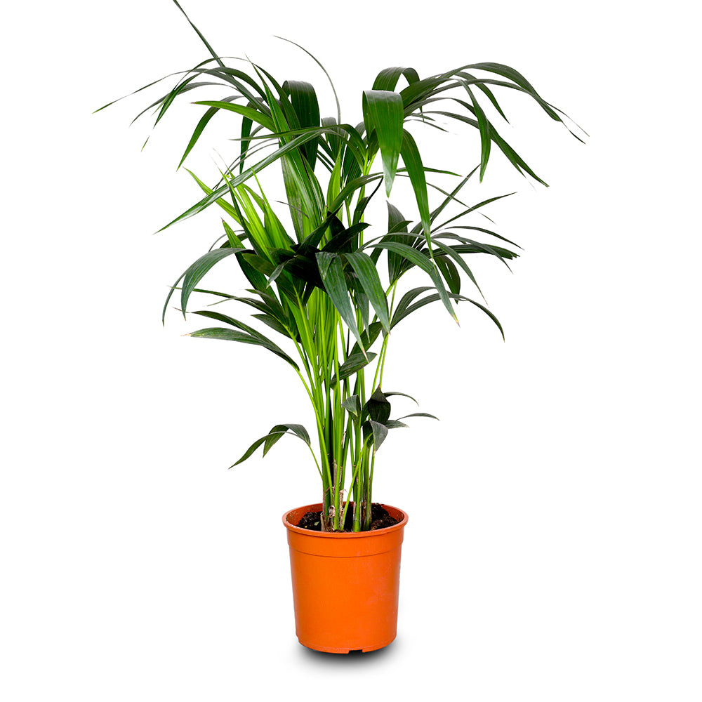 HOWEA FORSTERIANA (KENTIA PALM) 90cm كينتيا