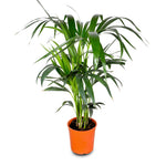 HOWEA FORSTERIANA (KENTIA PALM) 90cm كينتيا