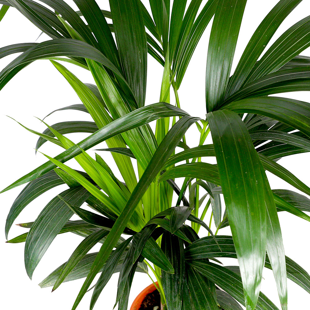 HOWEA FORSTERIANA (KENTIA PALM) 90cm كينتيا