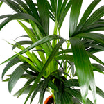 HOWEA FORSTERIANA (KENTIA PALM) 90cm كينتيا