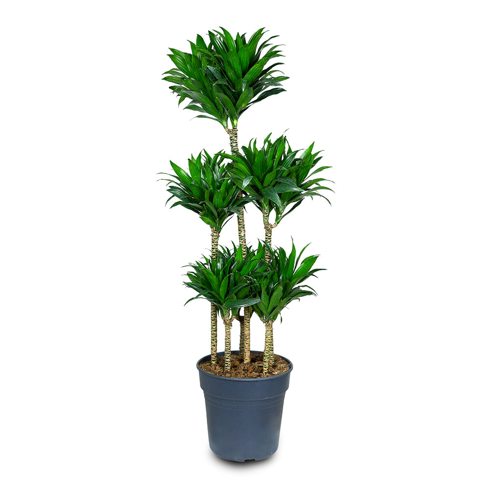 DRACAENA FR COMP.BRANCHED H120 - نبات دراسينا الداخلى