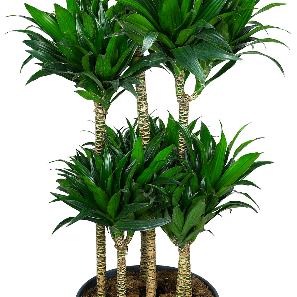 DRACAENA FR COMP.BRANCHED H120 - نبات دراسينا الداخلى