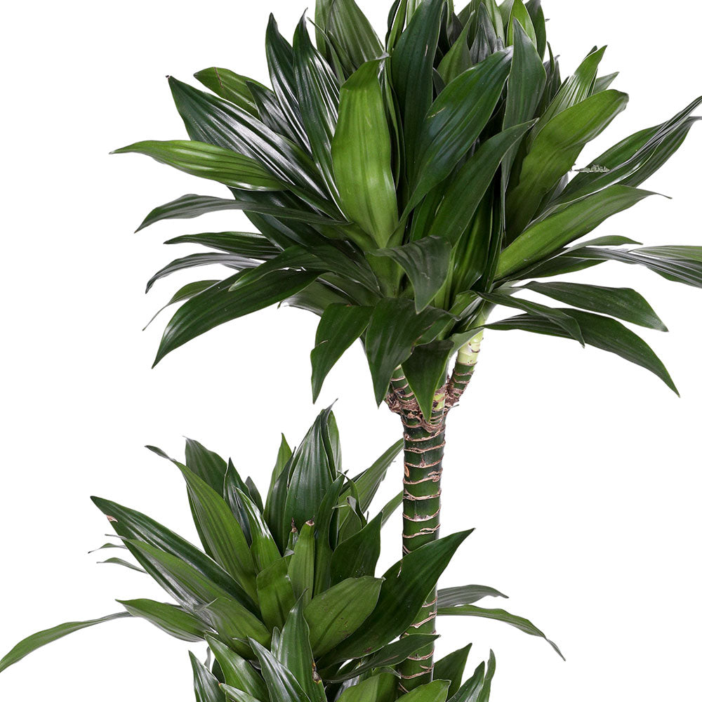 DRACAENA FR COMP H90 - دراسينا كومباكتا