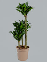 DRACAENA IN KARLIJN ANTHRACITE CERAMIC POT-دراسينا في حوض سيراميك