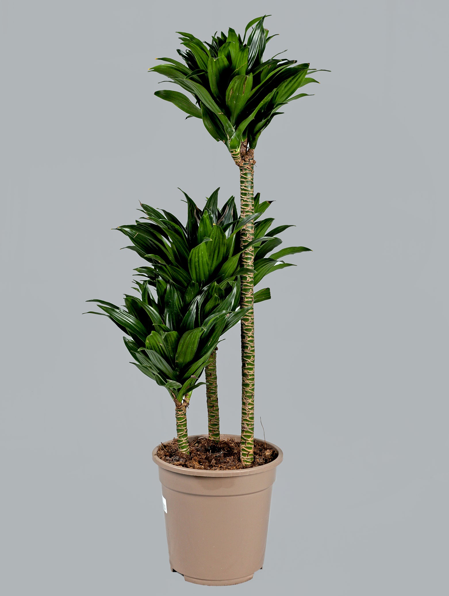 DRACAENA IN KARLIJN ANTHRACITE CERAMIC POT-دراسينا في حوض سيراميك