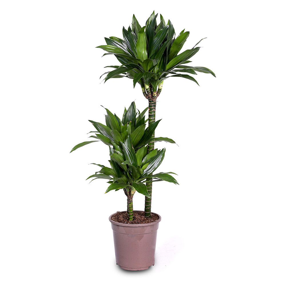 DRACAENA FR COMP H90 - دراسينا كومباكتا