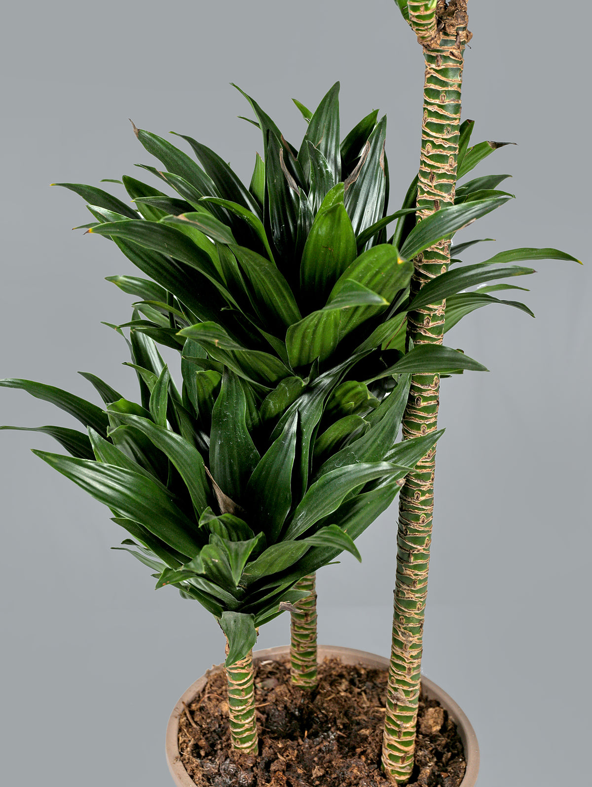 DRACAENA IN KARLIJN ANTHRACITE CERAMIC POT-دراسينا في حوض سيراميك