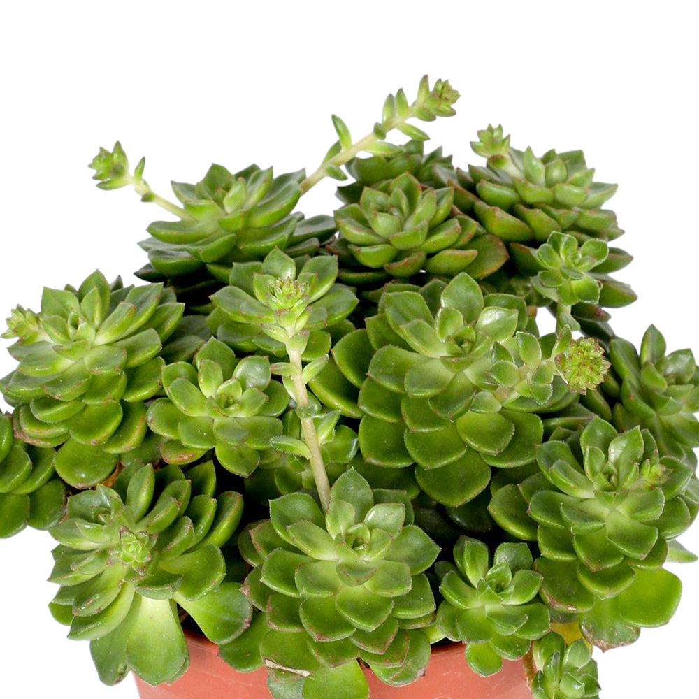 ECHEVERIA AFFINIS H20 إشفيريا أفينيس