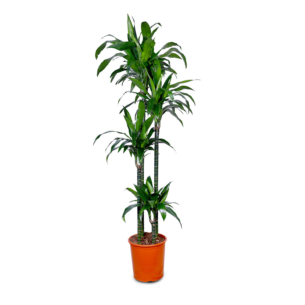 DRACAENA FR JANET CRAIG 4PP H170 دراسينا جانيت 