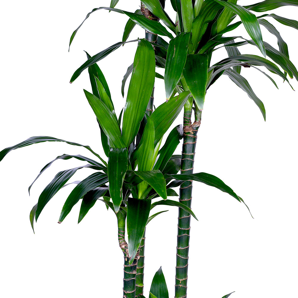 DRACAENA FR JANET CRAIG 4PP H170 دراسينا جانيت