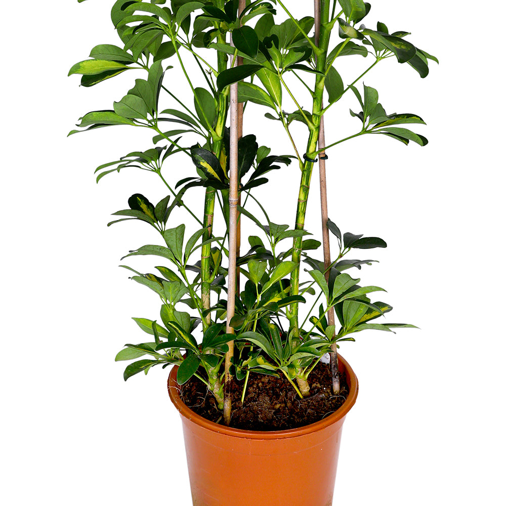 SCHEFFLERA GOLD CAPELLA 3PP H100 - شيفليرا