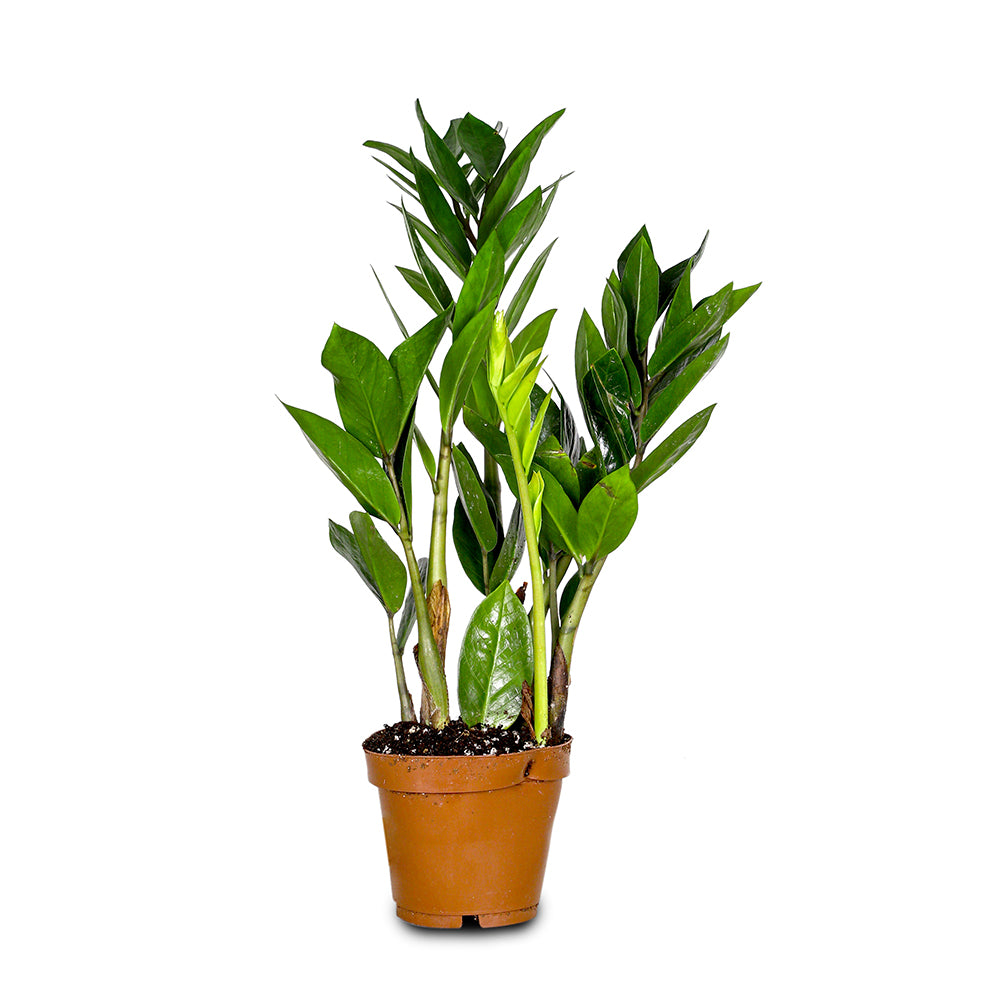 ZAMIOCULACAS ZAMIIFOLIA H50 نبات زاميوكولاكاس زاميفوليا