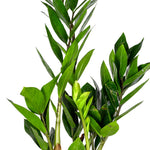 ZAMIOCULACAS ZAMIIFOLIA H50 نبات زاميوكولاكاس زاميفوليا