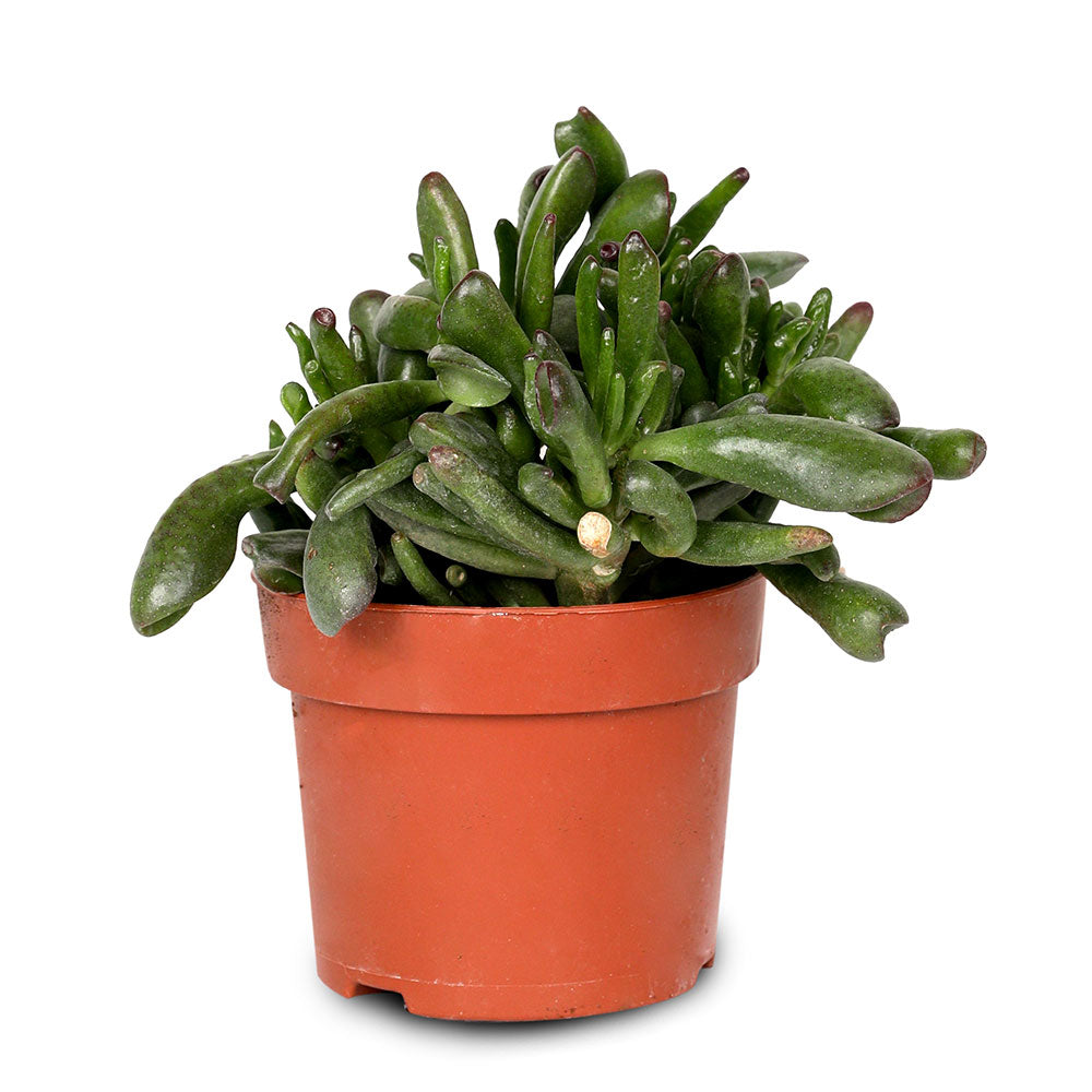 CRASSULA OVATA HOBBIT H15