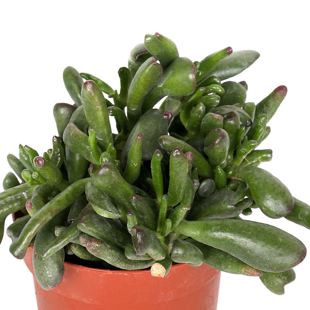 CRASSULA OVATA HOBBIT H15