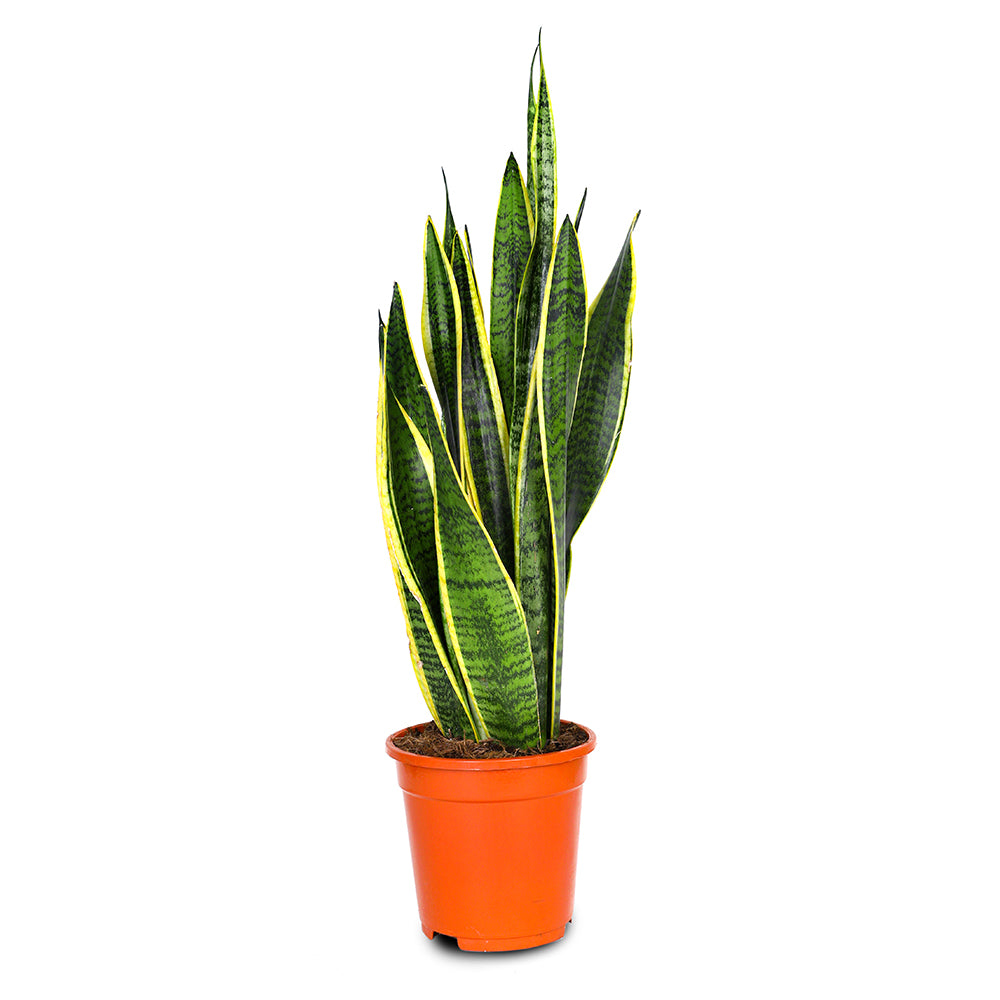 SANSEVIERIA TRIF.LAURENTII -سانسيفيريا تريف الذهبية