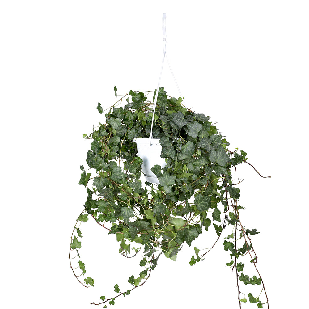 HEDERA HELIX WONDER HANGING POT هيديرا هيليكس واندر المعلق