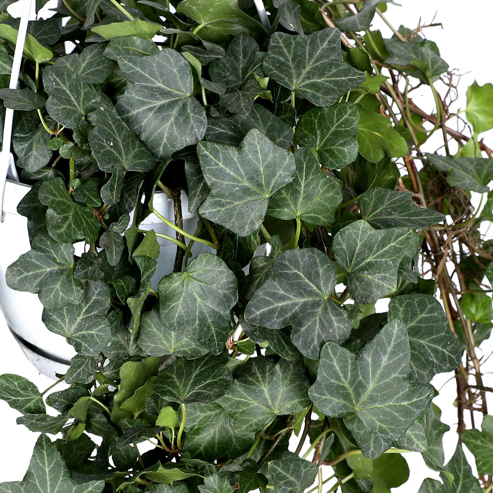 HEDERA HELIX WONDER HANGING POT هيديرا هيليكس واندر المعلق