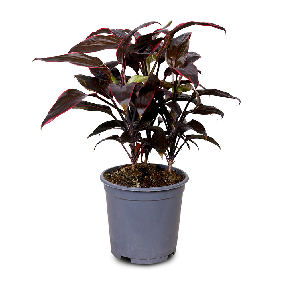 CORDYLINE FRUIT TANGO H50 كورديلاين