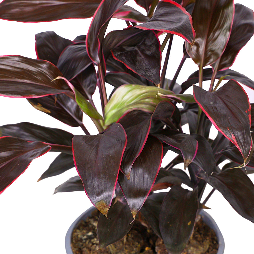 CORDYLINE FRUIT TANGO H50 كورديلاين