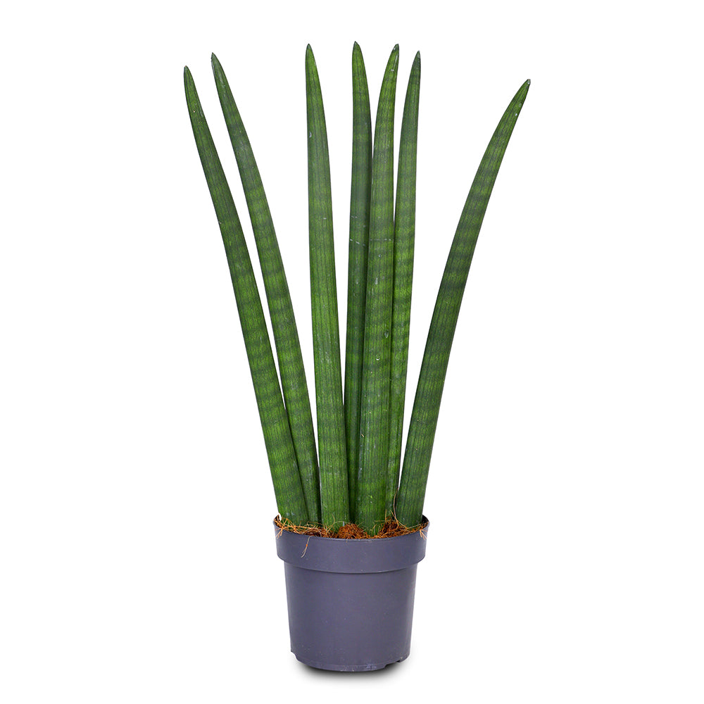 SANSEVIERIA CYLINDRICA STRAIGHT- سانسيفيريا