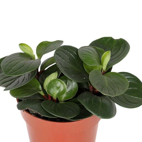 PEPEROMIA GREEN GOLD H25  بيبيروميا