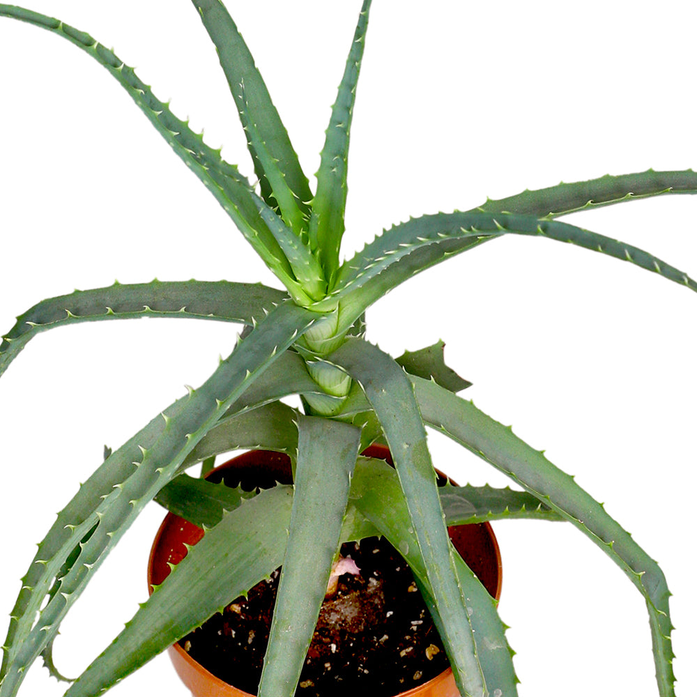 ALOE VERA MIXED الوفيرا