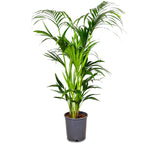 KENTIA PALM H150 - نخله الكنتيا