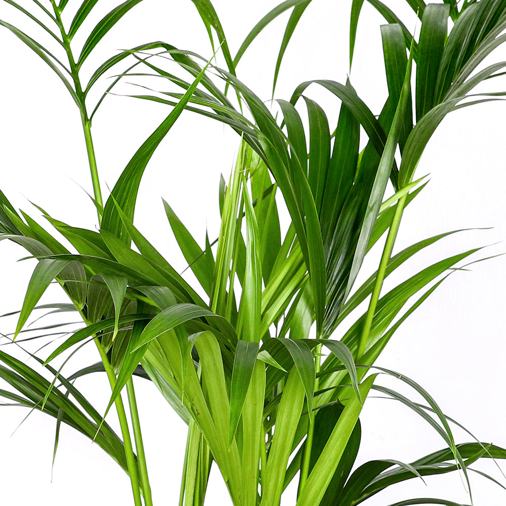 KENTIA PALM H150 - نخله الكنتيا