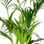 KENTIA PALM H150 - نخله الكنتيا