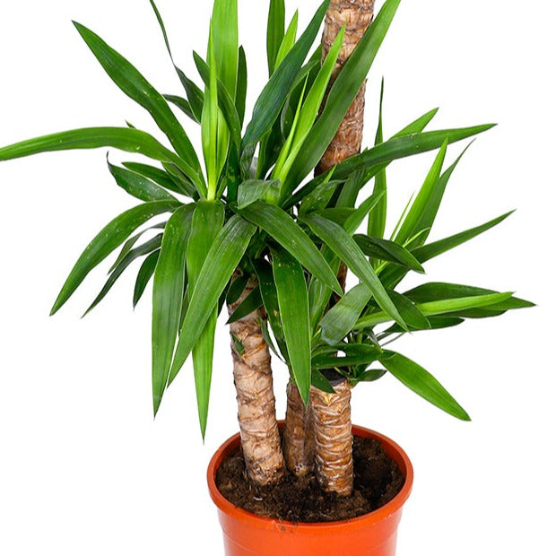 YUCCA 3 BRANCH H145 - يوكا ثلاثة فروع