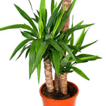 YUCCA 3 BRANCH H145 - يوكا ثلاثة فروع