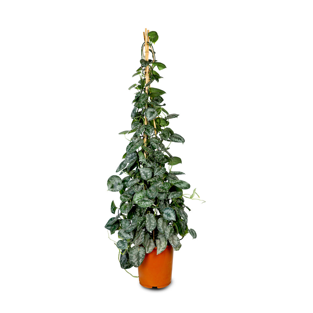 SCINDAPSUS PICTUS TREBIE 1.6 MTR-بوتس سكندابسوس بيكتس 1.6 متر