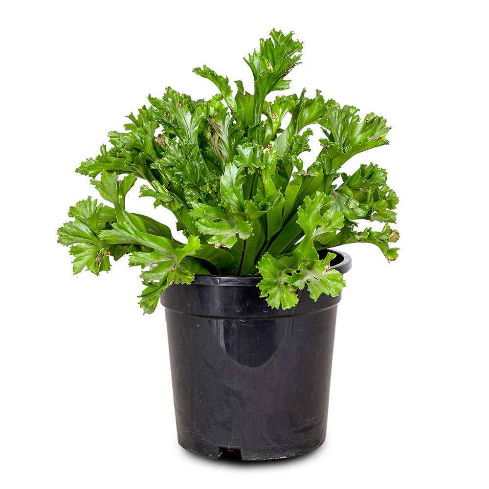 ASPLENIUM LESLIE H30 - نبات أسبلينيوم ليزلي 