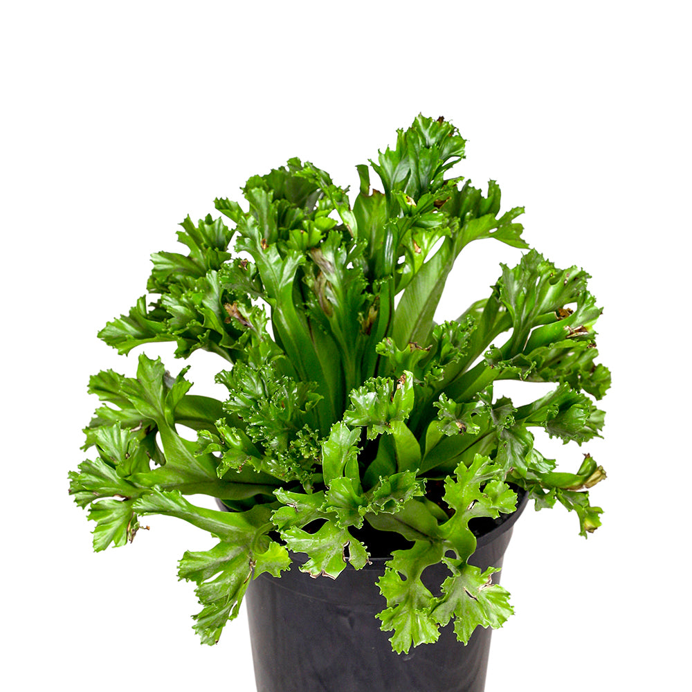 ASPLENIUM LESLIE H30 - نبات أسبلينيوم ليزلي