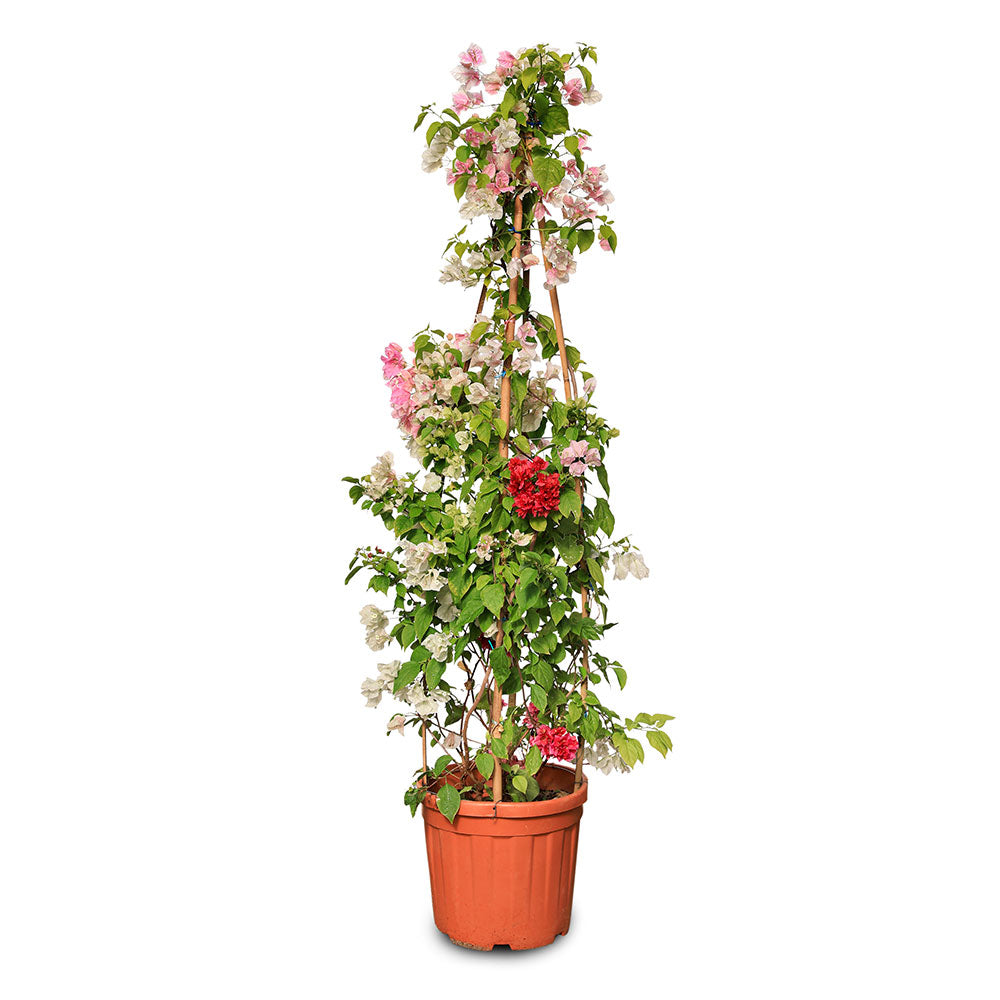 BOUGAINVILLEA TUSCANY CONE SHAPE [جهنمية [مجنونة 